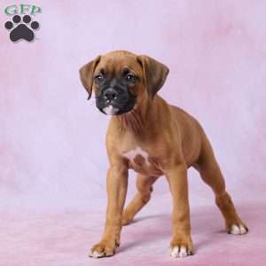 Tammy, Boxer Puppy